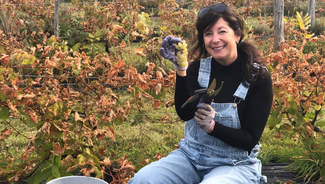 Vendanges réussies au Vignoble du Faubourg Natalie Richard était présente lors de la cueillette du 26 septembre.