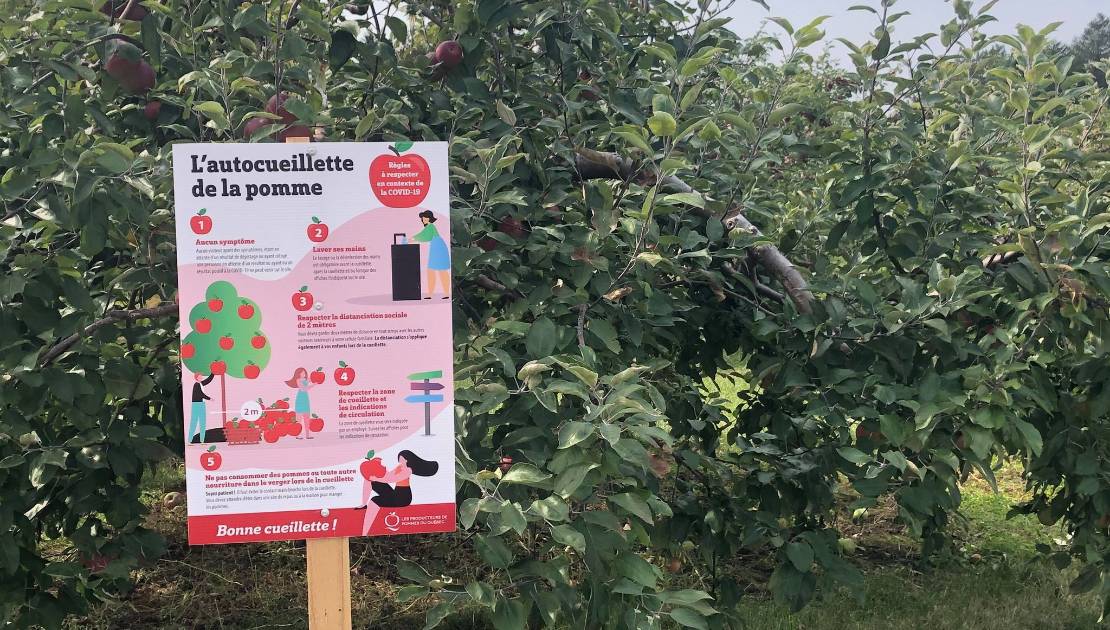 Les visites aux vergers en hausse cet automne Des pancartes expliquant les règles sanitaires sont installées parmi les pommiers.