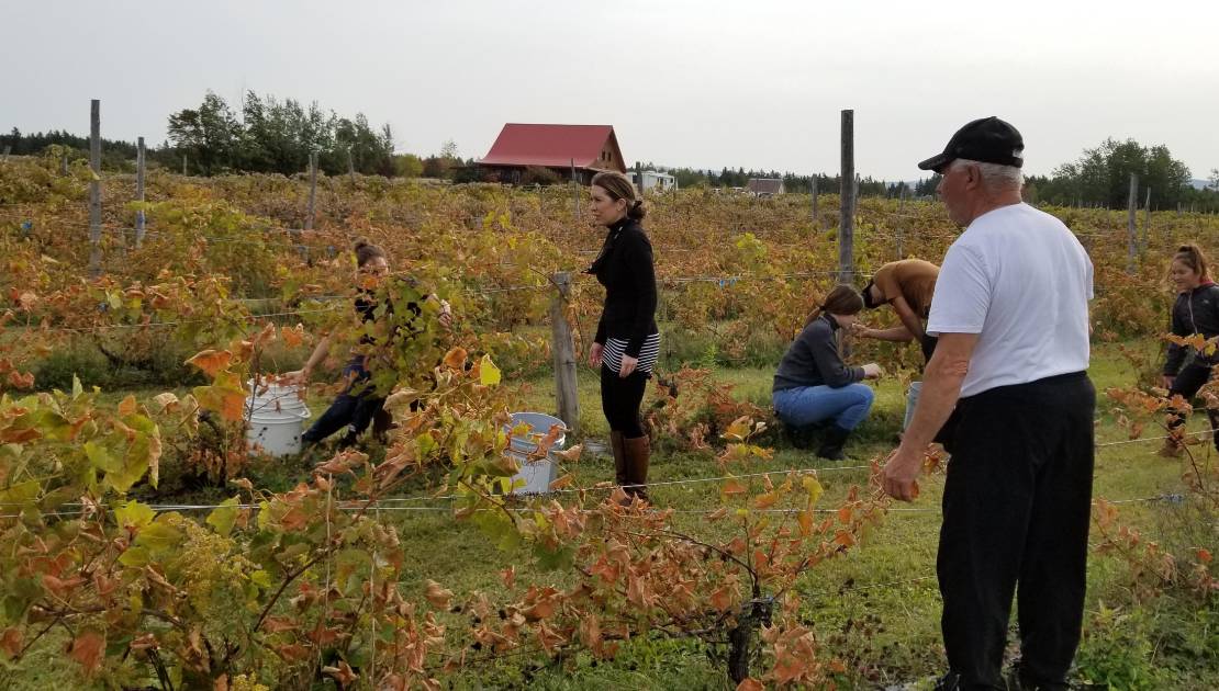 Vendanges réussies au Vignoble du Faubourg Les bénévoles dans les champs, respectant la distanciation sociale.