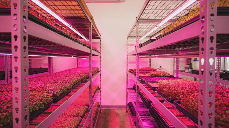 Trésors cachés | 3ème arrêt: Les Jardins d’Evy et Rose Végane Alimentation $!Trésors cachés | 3ème arrêt: Les Jardins d’Evy et Rose Végane Alimentation
