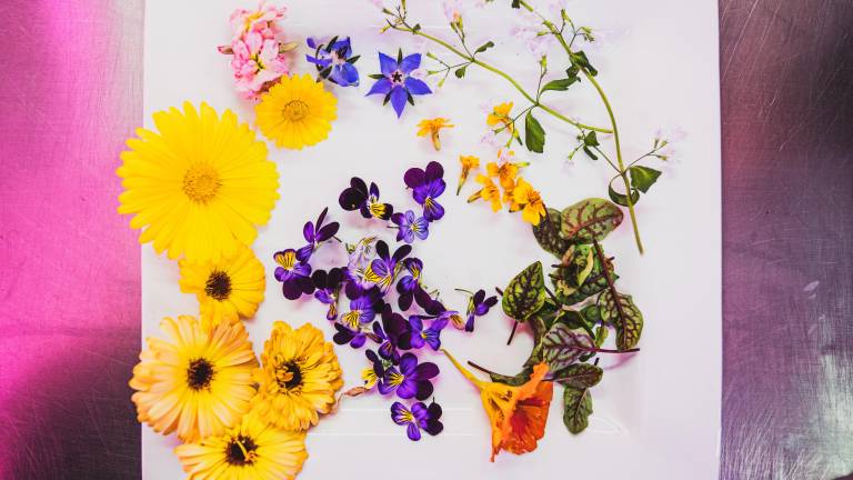 Trésors cachés | 3ème arrêt: Les Jardins d’Evy et Rose Végane Alimentation $!Trésors cachés | 3ème arrêt: Les Jardins d’Evy et Rose Végane Alimentation