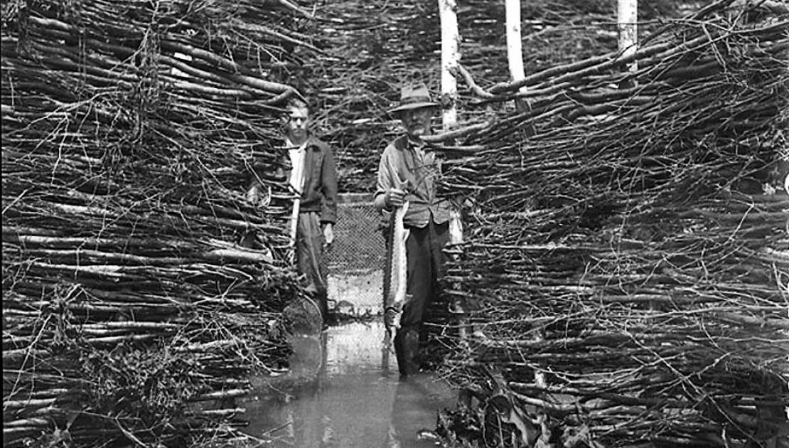 Maurice et Flavius Ouellet dans leur haute pêche en fascines à Kamouraska vers 1945 (photo: Archives de la Côte-du-Sud). Aujourd’hui, les filets ont remplacé les fascines (différentes espèces de bois).