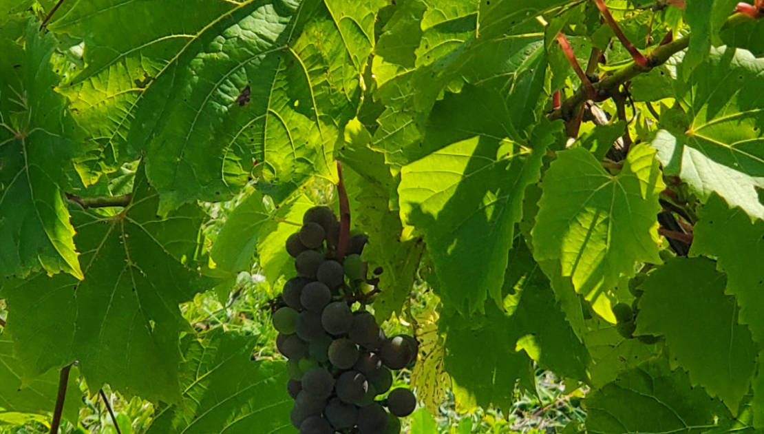 Vignoble du Faubourg: une année «catastrophique» pour les vendanges