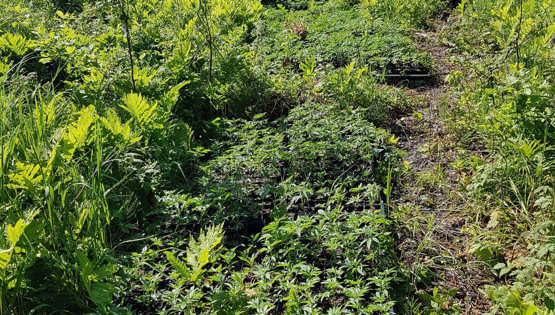 Cette photo nous montre une production illégale de cannabis.