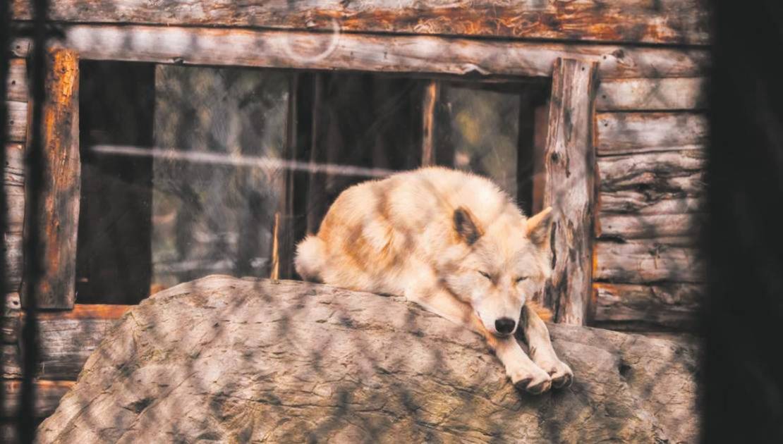 Découvrir Shadow, Matsi, Résilience Lakota et Akira dans le confort d’un mini-Pod!