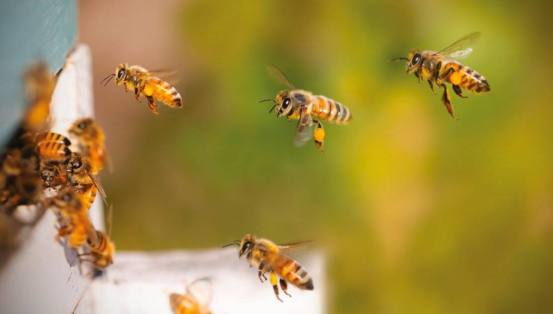 Des vidéos pour sauver les abeilles