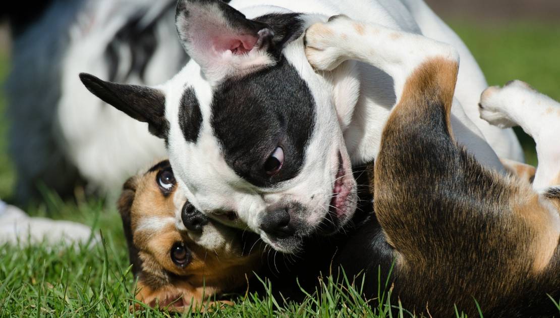 Désirez-vous un parc à chiens à Montmagny?