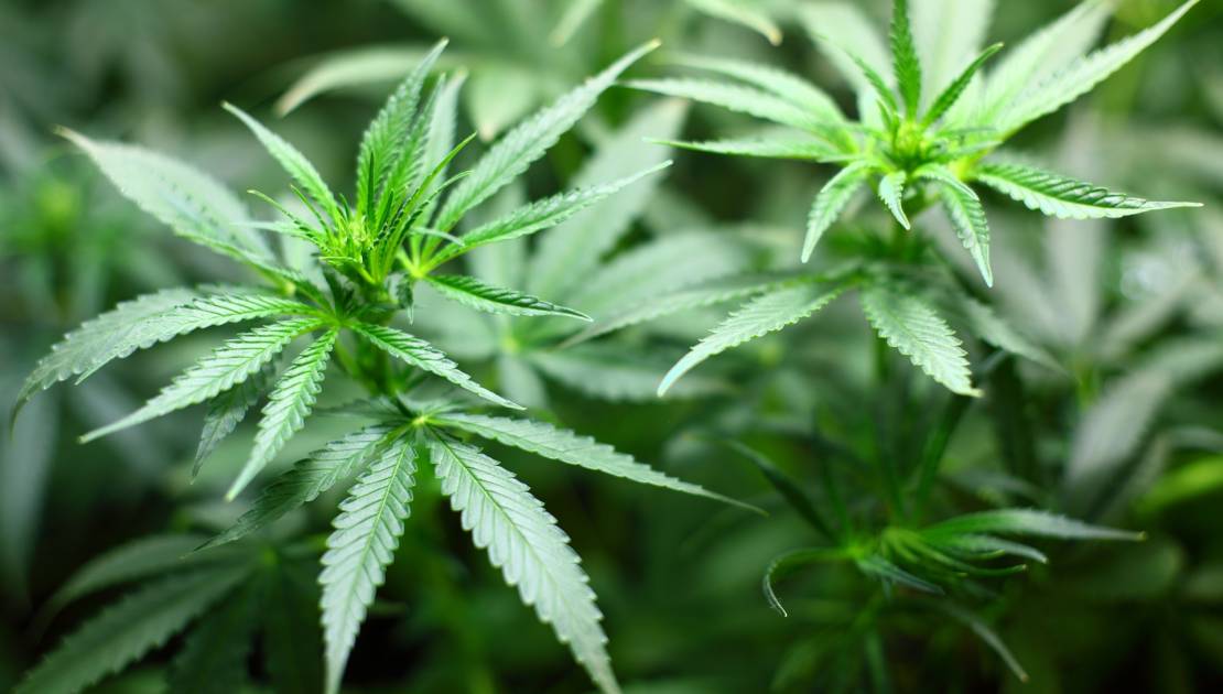 La police a saisi une centaine de plants de cannabis