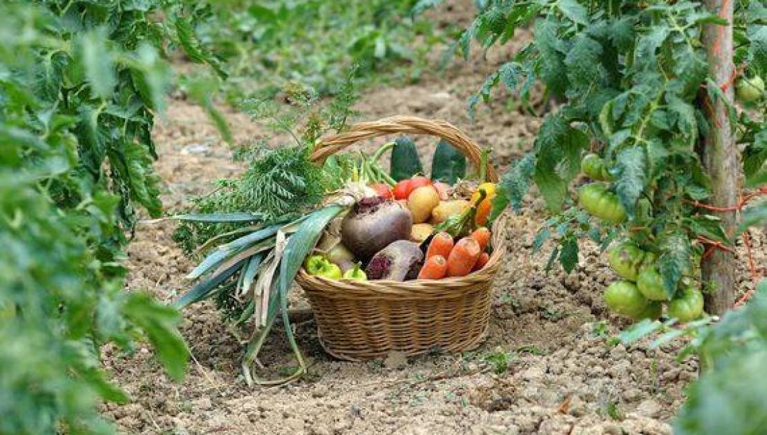 Les mardis causeries du MQAA - Produire de beaux légumes avec un sol en santé