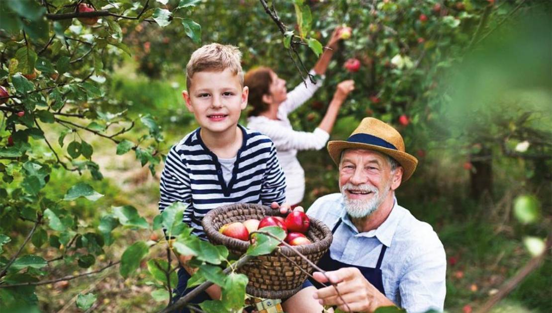 Les pommes au cœur de l’histoire de la Côte-du-Sud