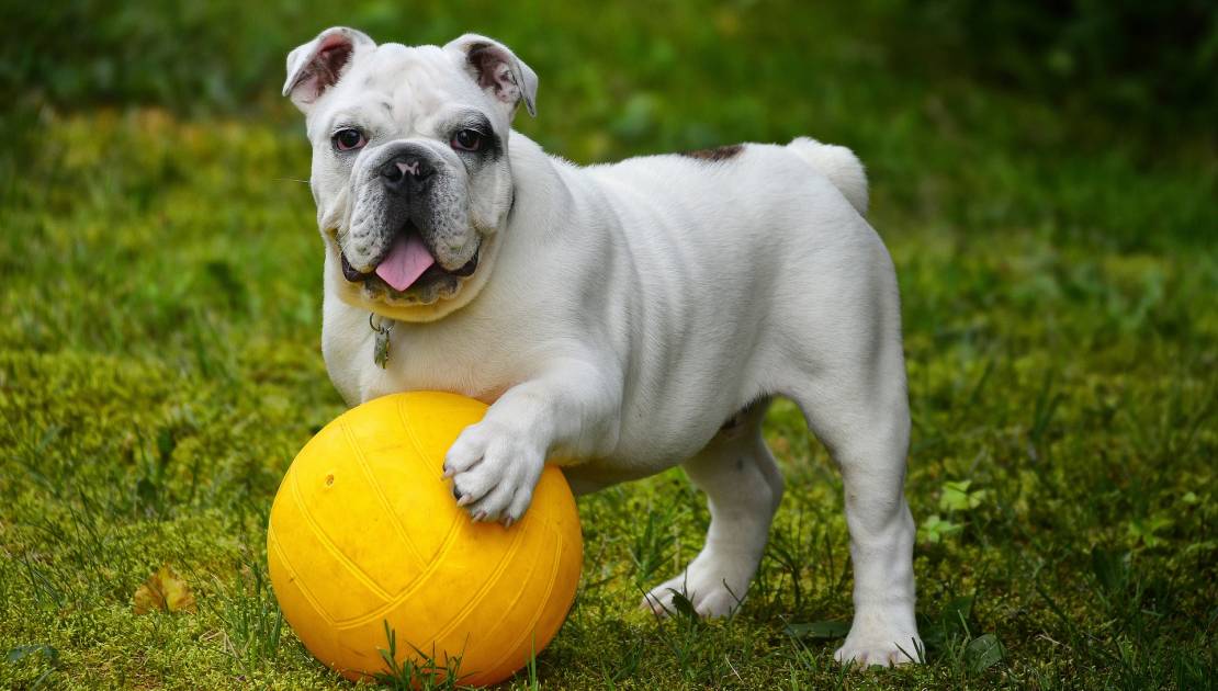 Projet de parc à chien : 96% des répondants l’utiliseraient