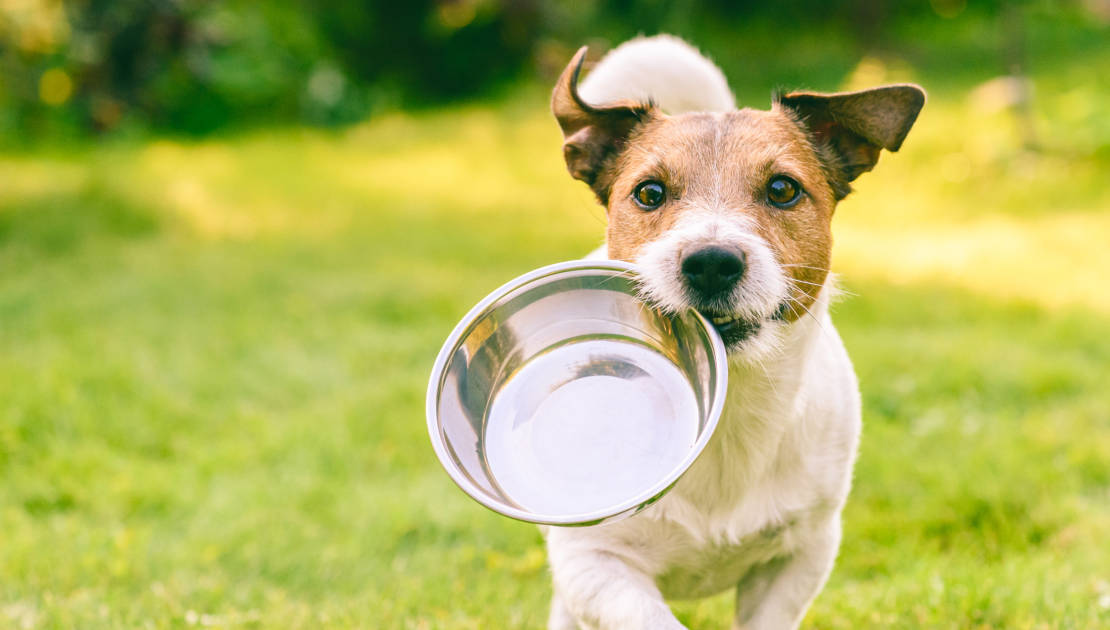 Montmagny rappelle aux propriétaires de chiens les mesures à suivre
