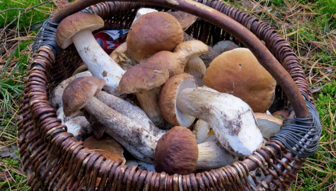 Free picture (Gathering mushrooms) from https://torange.biz/gathering-mushrooms-23256