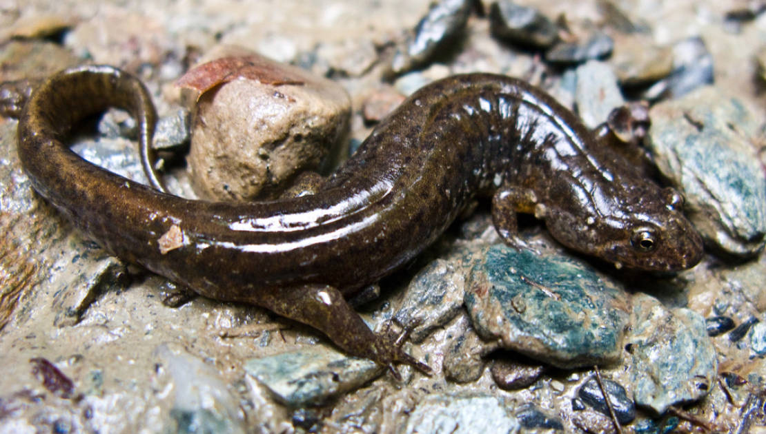 La salamandre sombre du Nord. (Crédit photo: Ken-ichi Ueda)