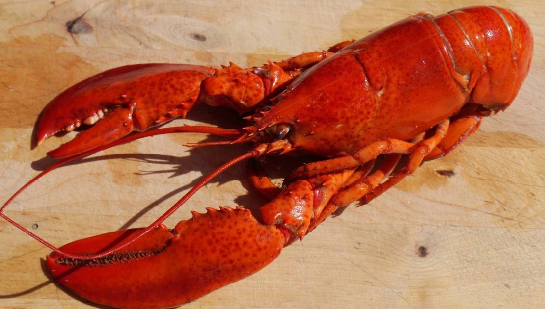 Une 37e édition de la Bouff'Homard en mode service à l’auto
