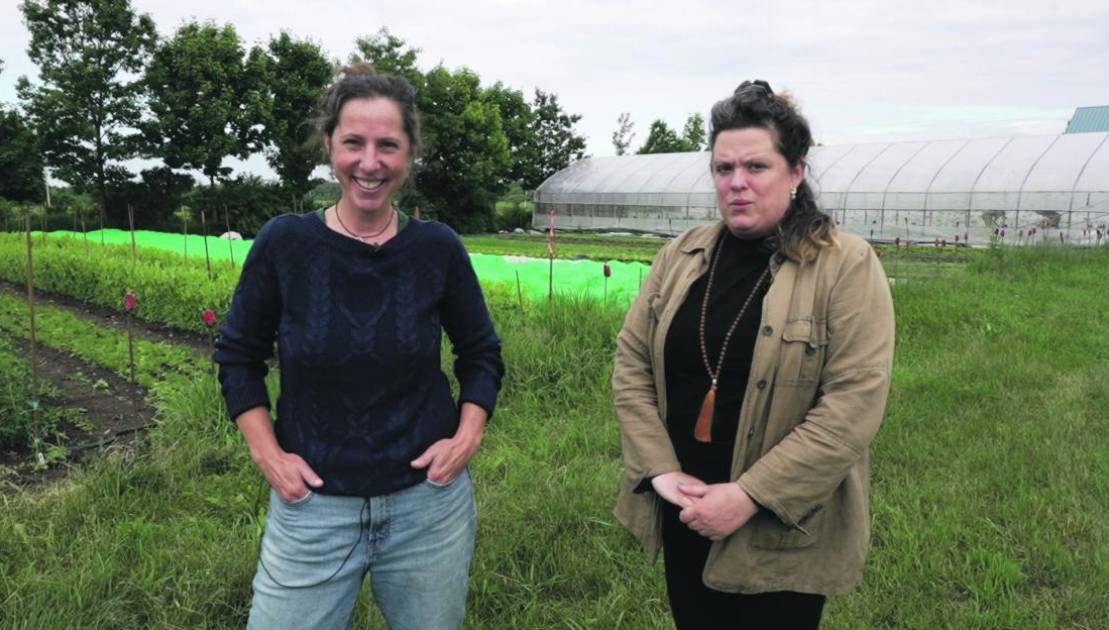 Les mauvaises herbes valorisées Aux Jardins du Pied à Terre