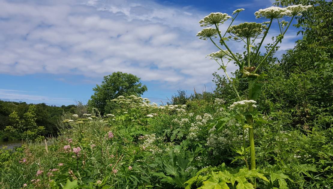 100 000 plants de berce du Caucase arrachés en Chaudière-Appalaches en 2020