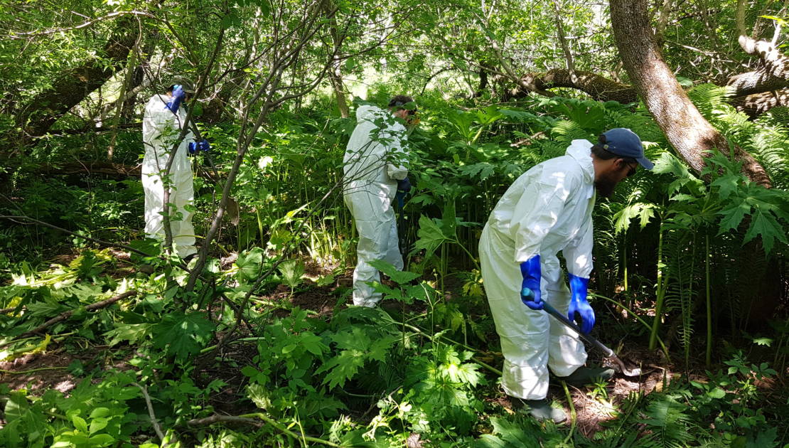 100 000 plants de berce du Caucase arrachés en Chaudière-Appalaches en 2020