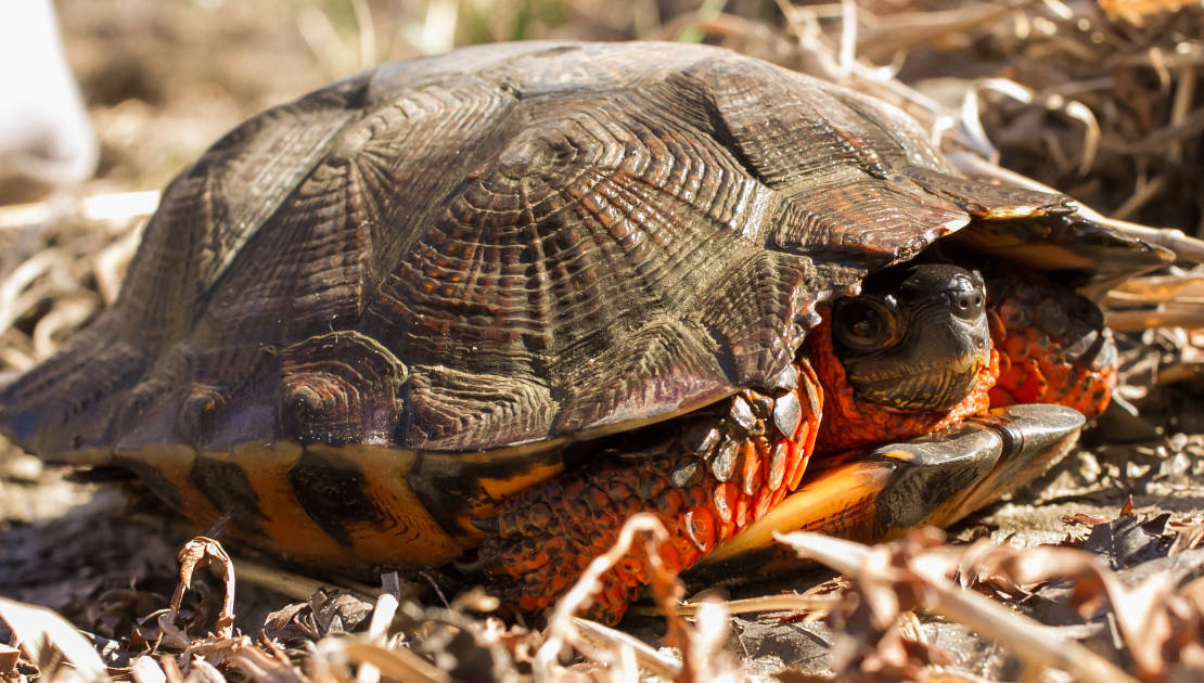Une tortue des bois (source: Ministère des Forêts, de la Faune et des Parcs).