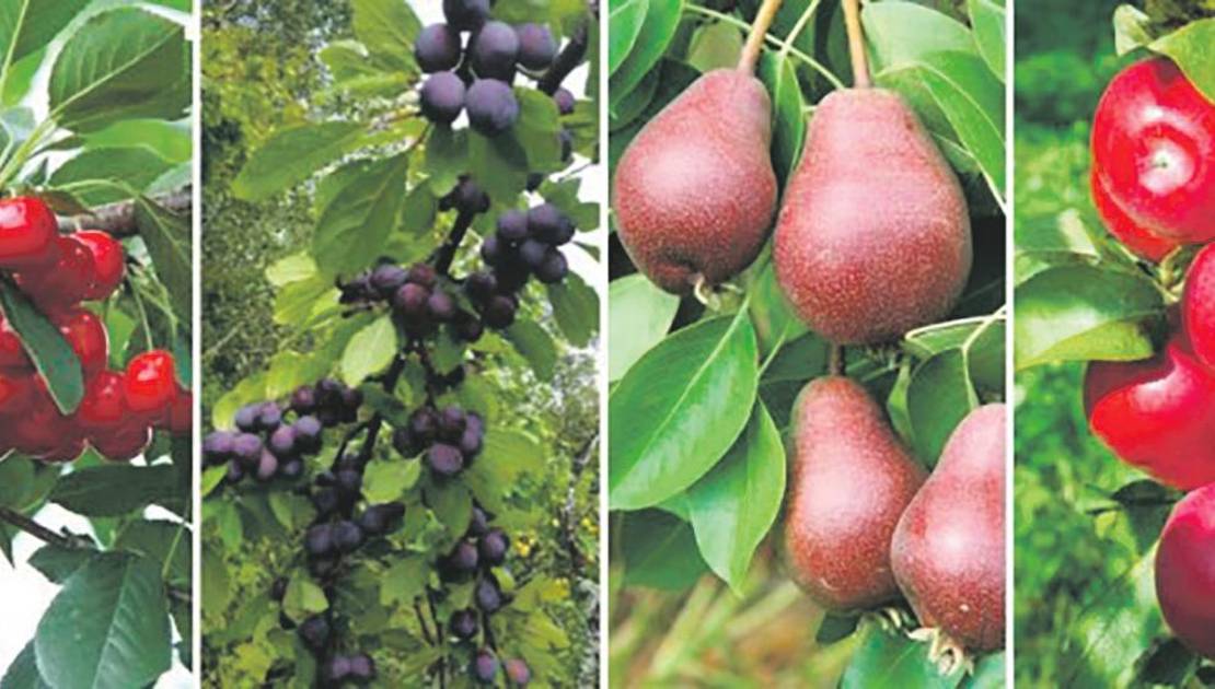 Crédit: Musée de la Mémoire vivante.