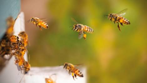 Des vidéos pour sauver les abeilles