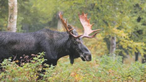 Crédit photo: Sépac.